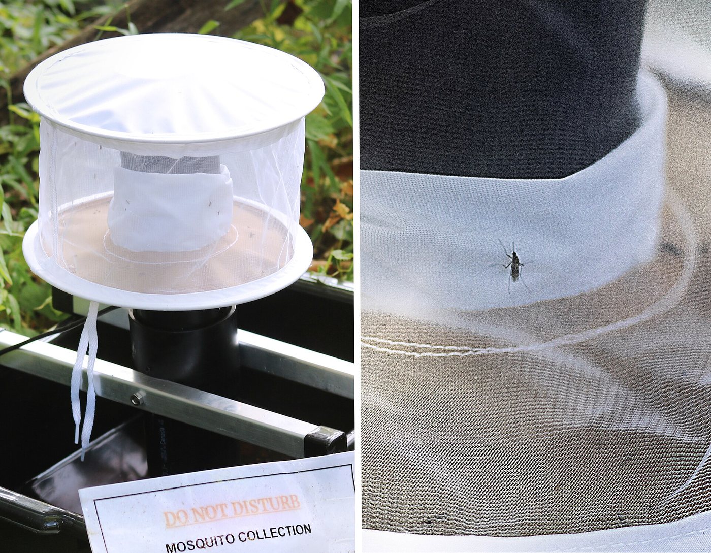 CDC gravid trap used for mosquito surveillance