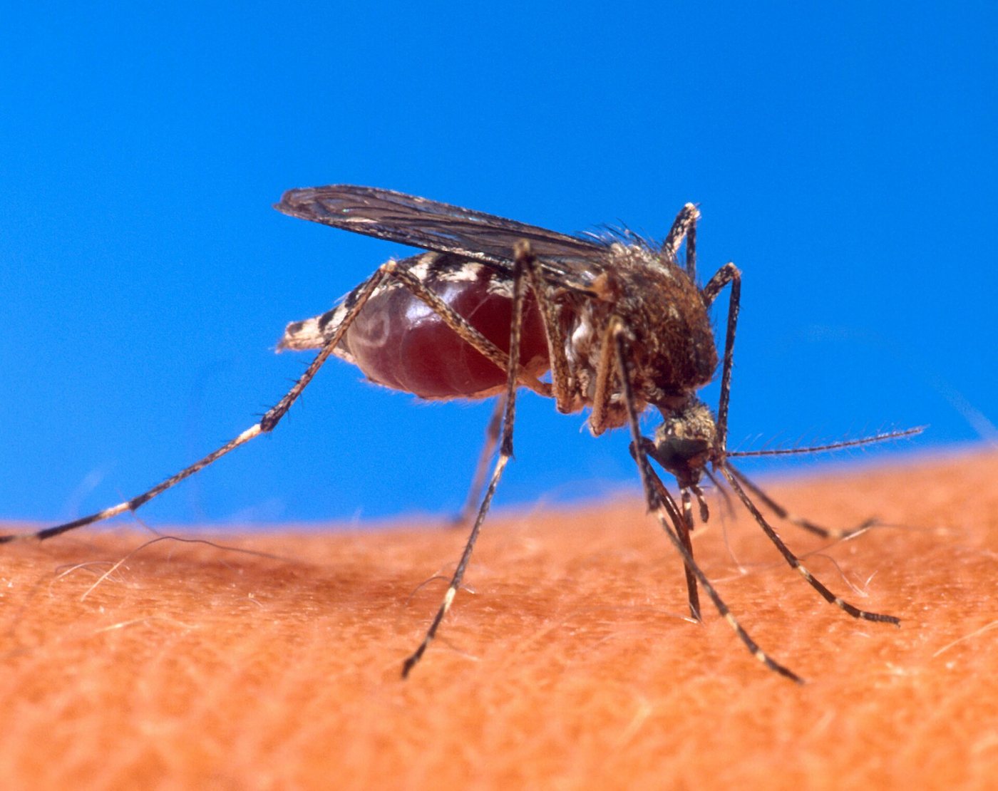 An Aedes aegypti mosquito biting a person