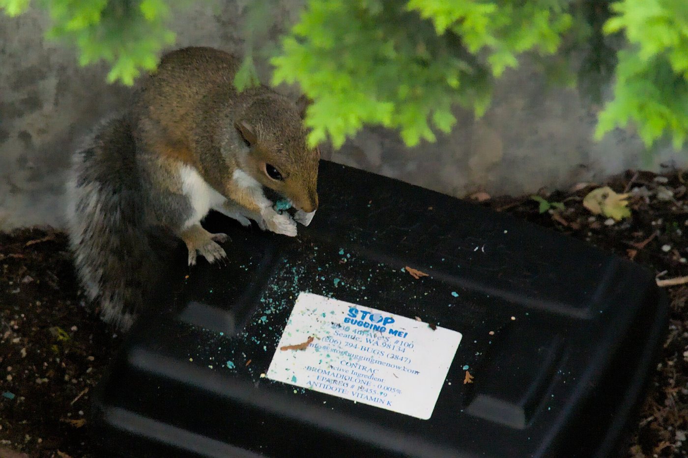 A squirrel at an open rodent bait station