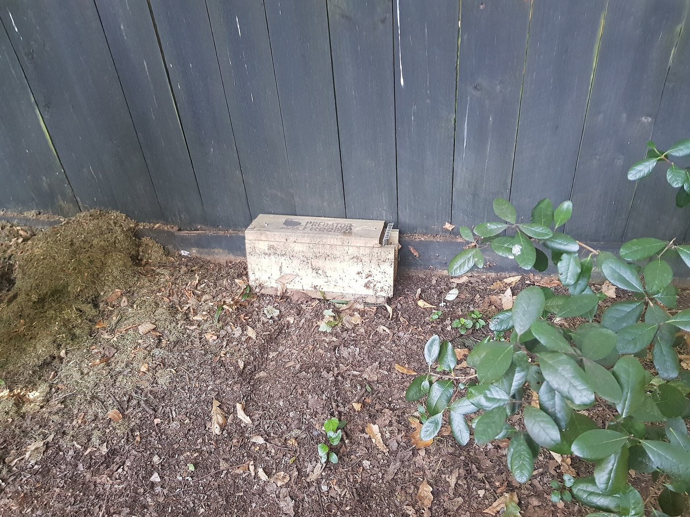 A rat trap inside a protective tunnel