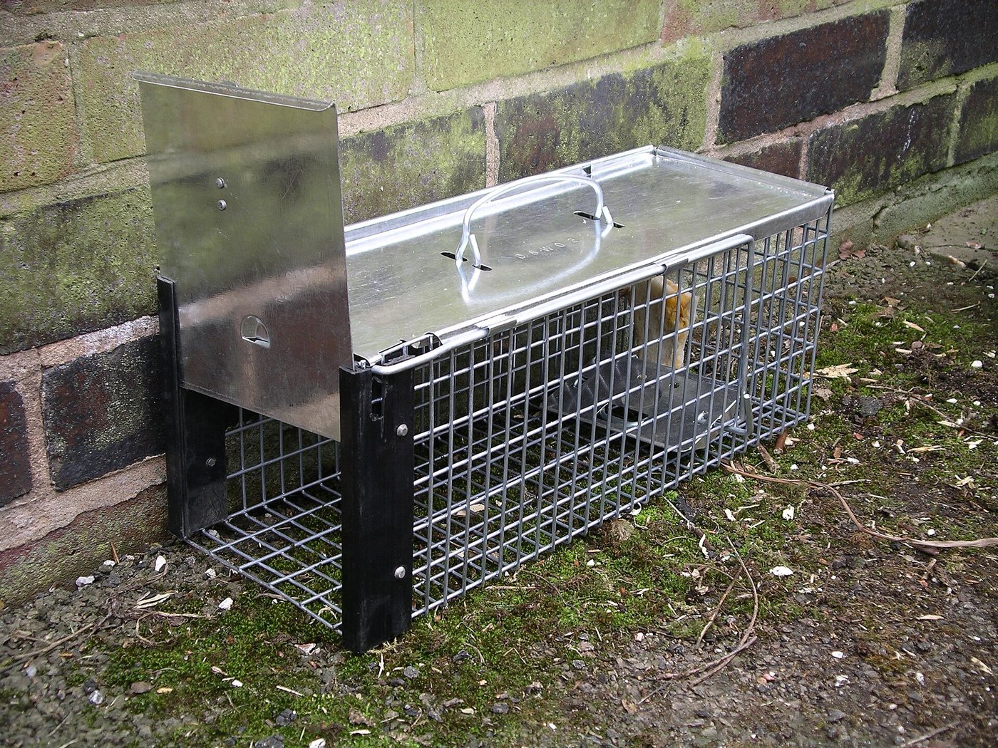 Cage trap set for rats