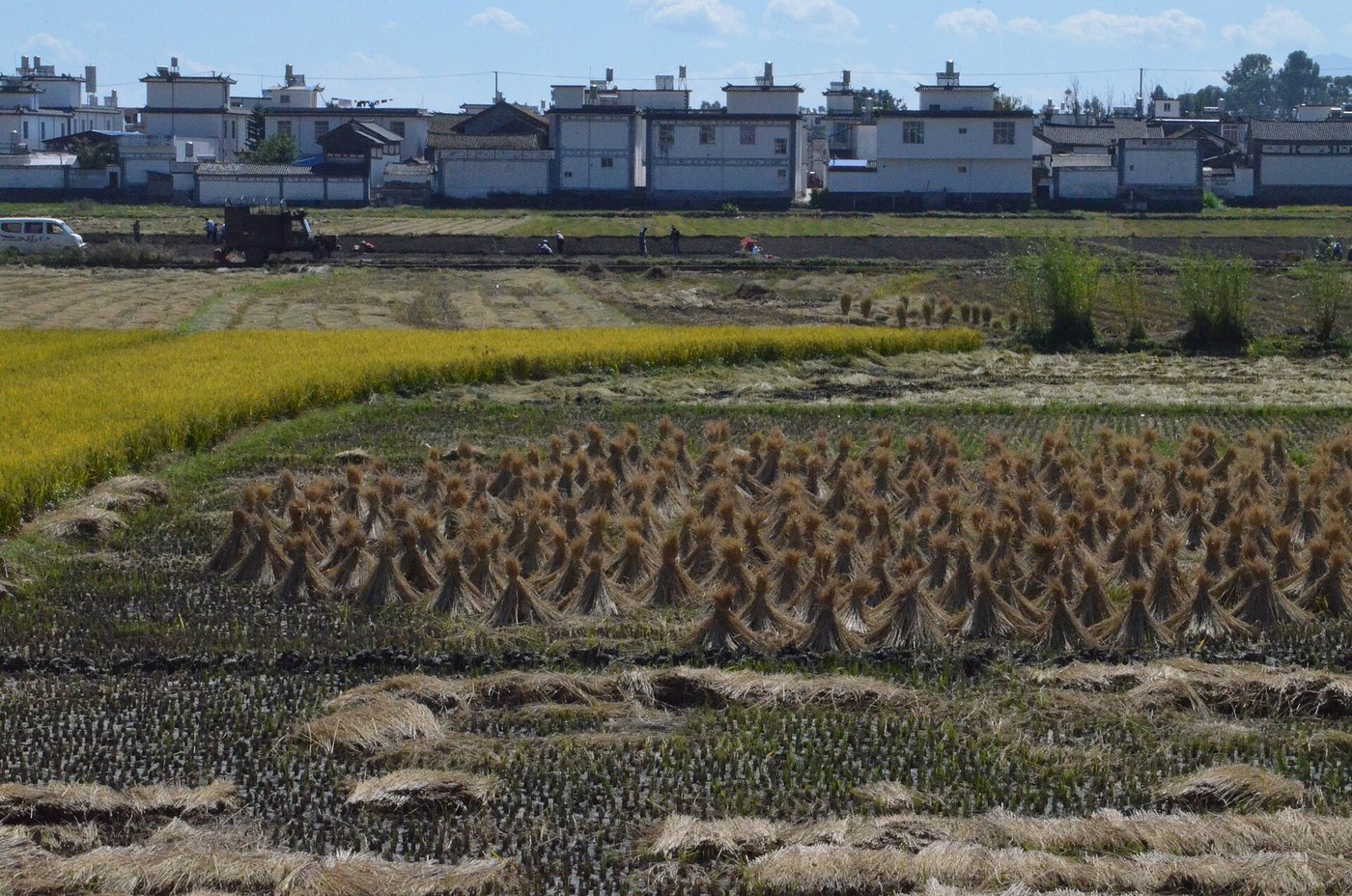 Rice harvest in the field