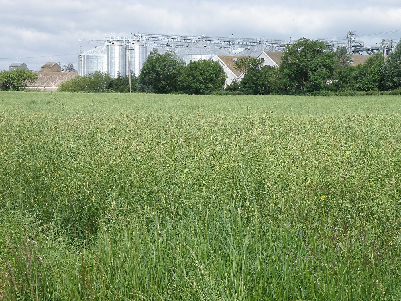 Grain storage silos