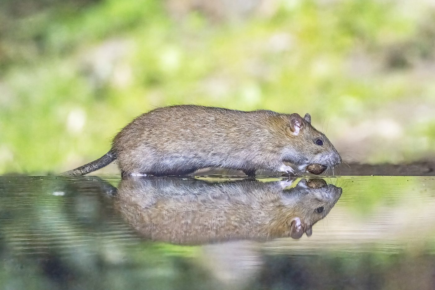 A brown rat (Rattus norvegicus)